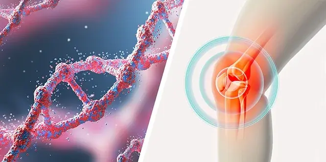 Glukozamin ve Kondroitin