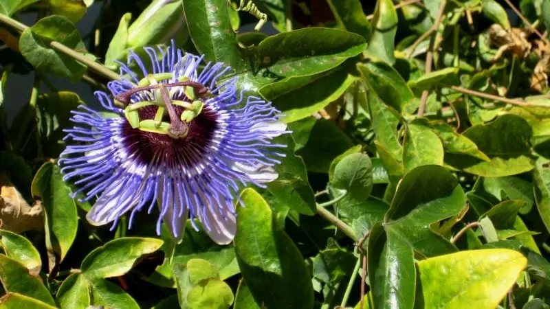 Passiflora